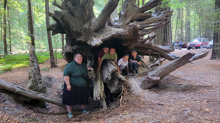 giant redwoods